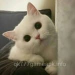 Avatar of Fahim Qureshi